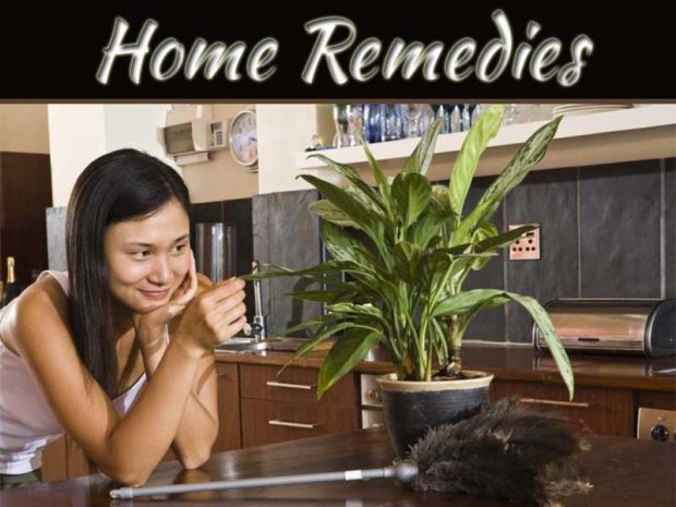 Protect Furniture By Home Remedies As Insecticides