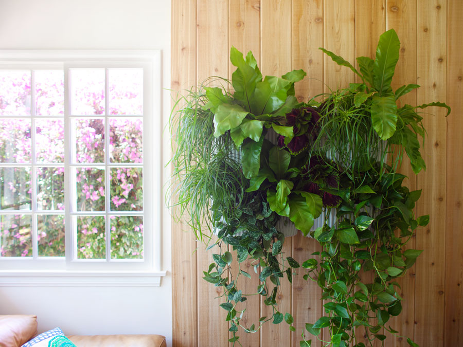 Indoor Plants on Wall