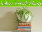 Love Indoor Potted Plants: Tips to Maintain Them Love Indoor Potted Plants: Tips to Maintain Them