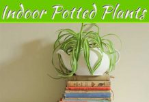 Love Indoor Potted Plants: Tips to Maintain Them Love Indoor Potted Plants: Tips to Maintain Them