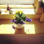 Four Leaf Clovers Indoor Plant For Luck