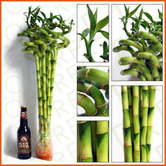 Spiral Lucky Bamboo Indoor Plants