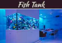 Feng Shui Tips For Location Of The Fish Tank At Home Feng Shui Tips for Location of the Fish Tank At Home