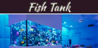 Feng Shui Tips For Location Of The Fish Tank At Home Feng Shui Tips for Location of the Fish Tank At Home