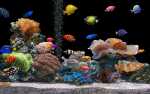 fish_tank_with_odd_number_of_fishes