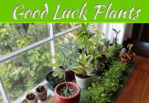 Good Luck Plants For Your Home Good Luck Plants For Your Home