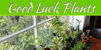 Good Luck Plants For Your Home Good Luck Plants For Your Home