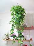 Hanging House Plants