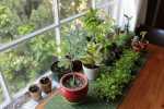 Indoor Home Garden Plants