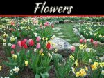 Impacts Of Growth And Yield On Quality Flower Bulbs Impacts Of Growth And Yield On Quality Flower Bulbs