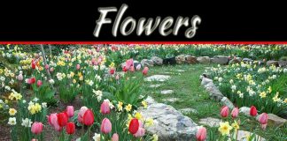 Impacts Of Growth And Yield On Quality Flower Bulbs Impacts Of Growth And Yield On Quality Flower Bulbs