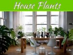 Top 5 House Plants That Are Easy To Maintain And Improve Air Quality Top 5 House Plants That Are Easy to Maintain and Improve Air Quality