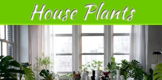 Top 5 House Plants That Are Easy To Maintain And Improve Air Quality Top 5 House Plants That Are Easy to Maintain and Improve Air Quality