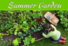 Delicious Summer Garden Delicious Summer Garden