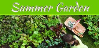 Delicious Summer Garden Delicious Summer Garden