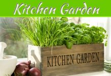 Four Veggies For The Kitchen Garden Four Veggies For The Kitchen Garden