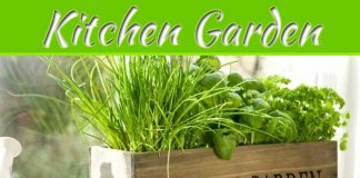 Four Veggies For The Kitchen Garden Four Veggies For The Kitchen Garden