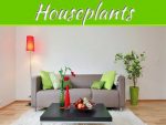 How To Keep Houseplants Healthy? How To Keep Houseplants Healthy?