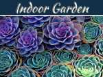 Succulent Plants For An Easy Indoor Garden Succulent Plants For An Easy Indoor Garden