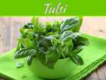 Bring “Tulsi” at Your Balcony Garden, Bring Healthiness Bring "Tulsi" At Your Balcony Garden, Bring Healthiness