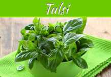Bring “Tulsi” at Your Balcony Garden, Bring Healthiness Bring "Tulsi" At Your Balcony Garden, Bring Healthiness