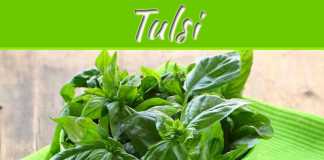 Bring “Tulsi” at Your Balcony Garden, Bring Healthiness Bring "Tulsi" At Your Balcony Garden, Bring Healthiness
