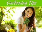Top Tips For Beginner Gardeners Top Tips for Beginner Gardeners
