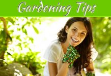 Top Tips For Beginner Gardeners Top Tips for Beginner Gardeners