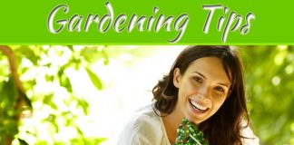 Top Tips For Beginner Gardeners Top Tips for Beginner Gardeners