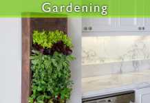 Grow Your Own Small Salad Garden Grow Your Own Small Salad Garden featured