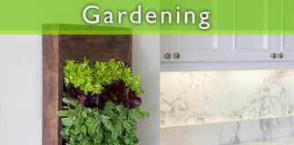 Grow Your Own Small Salad Garden Grow Your Own Small Salad Garden featured