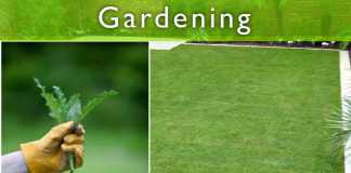 Keeping Your Garden Weed Free Keeping Your Garden Weed Free