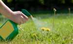 Mulch weed killer