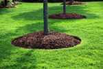 Mulch-weed killer
