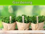 Vegetable Garden Probably The First Choice Of Normal People Vegetable Garden Probably the first Choice of Normal People