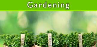 Vegetable Garden Probably The First Choice Of Normal People Vegetable Garden Probably the first Choice of Normal People