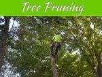 An Insight Into Lawn-Friendly Trees An Insight Into Lawn-Friendly Trees