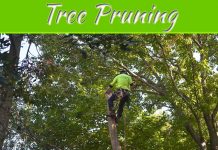 An Insight Into Lawn-Friendly Trees An Insight Into Lawn-Friendly Trees