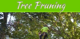 An Insight Into Lawn-Friendly Trees An Insight Into Lawn-Friendly Trees