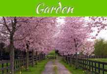 Love Your Yard? Don’t Let A Decaying Tree Ruin Your View, Here’s How To Remove It Love Your Yard? Don’t Let A Decaying Tree Ruin Your View, Here's How To Remove It