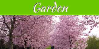 Love Your Yard? Don’t Let A Decaying Tree Ruin Your View, Here’s How To Remove It Love Your Yard? Don’t Let A Decaying Tree Ruin Your View, Here's How To Remove It