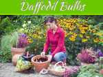 Spread Beauty In Your Garden By Planting Daffodil Bulbs Spread Beauty in your Garden by Planting Daffodil Bulbs