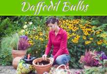 Spread Beauty In Your Garden By Planting Daffodil Bulbs Spread Beauty in your Garden by Planting Daffodil Bulbs