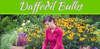 Spread Beauty In Your Garden By Planting Daffodil Bulbs Spread Beauty in your Garden by Planting Daffodil Bulbs