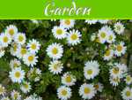 Keep Your Garden Pest Free the Natural Way Keep Your Garden Pest Free the Natural Way