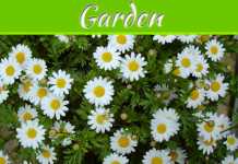 Keep Your Garden Pest Free the Natural Way Keep Your Garden Pest Free the Natural Way