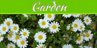 Keep Your Garden Pest Free the Natural Way Keep Your Garden Pest Free the Natural Way