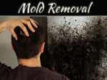 Things to Consider When Trying to Find the Right Mold Removal Service in Whitby Things to Consider When Trying to Find the Right Mold Removal Service