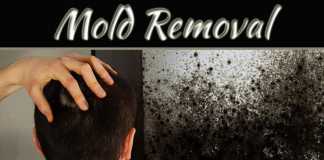 Things to Consider When Trying to Find the Right Mold Removal Service in Whitby Things to Consider When Trying to Find the Right Mold Removal Service