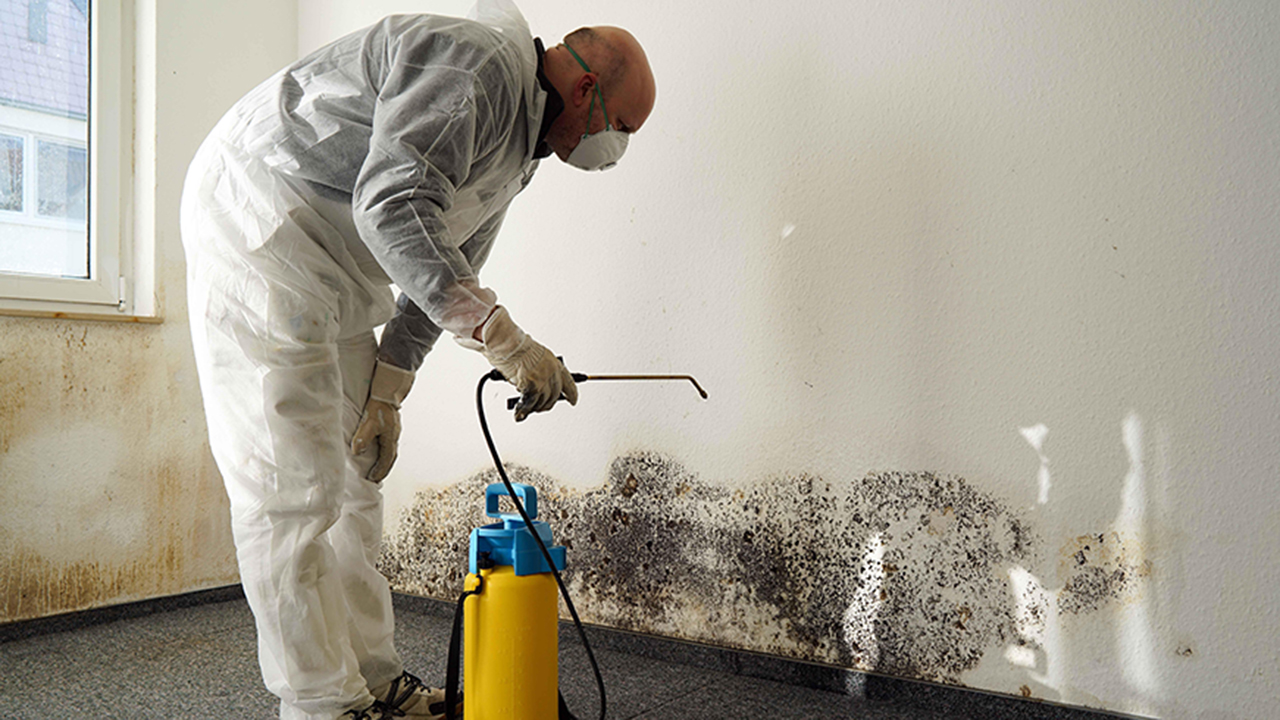 Professional Mold Inspections And Removal